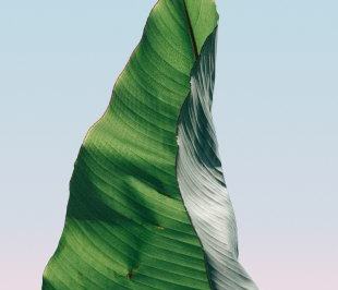 Leaf detail — designer reference image